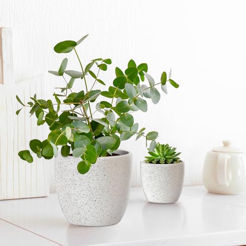 Ceramic Plant Pots Set of 3, Speckled White F104