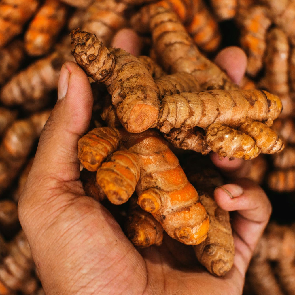 1 Lb Fresh Turmeric Roots X338