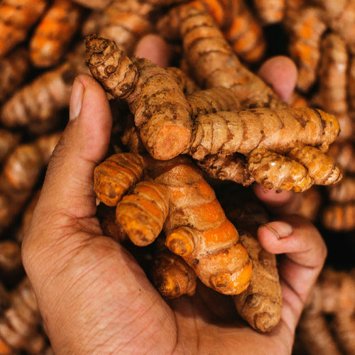 1 Lb Fresh Turmeric Roots X338