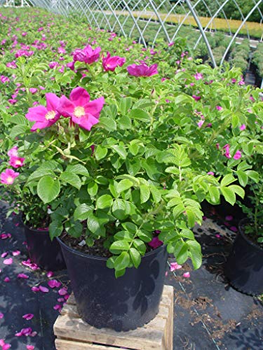Double Blush Pink Climbing Rose E897