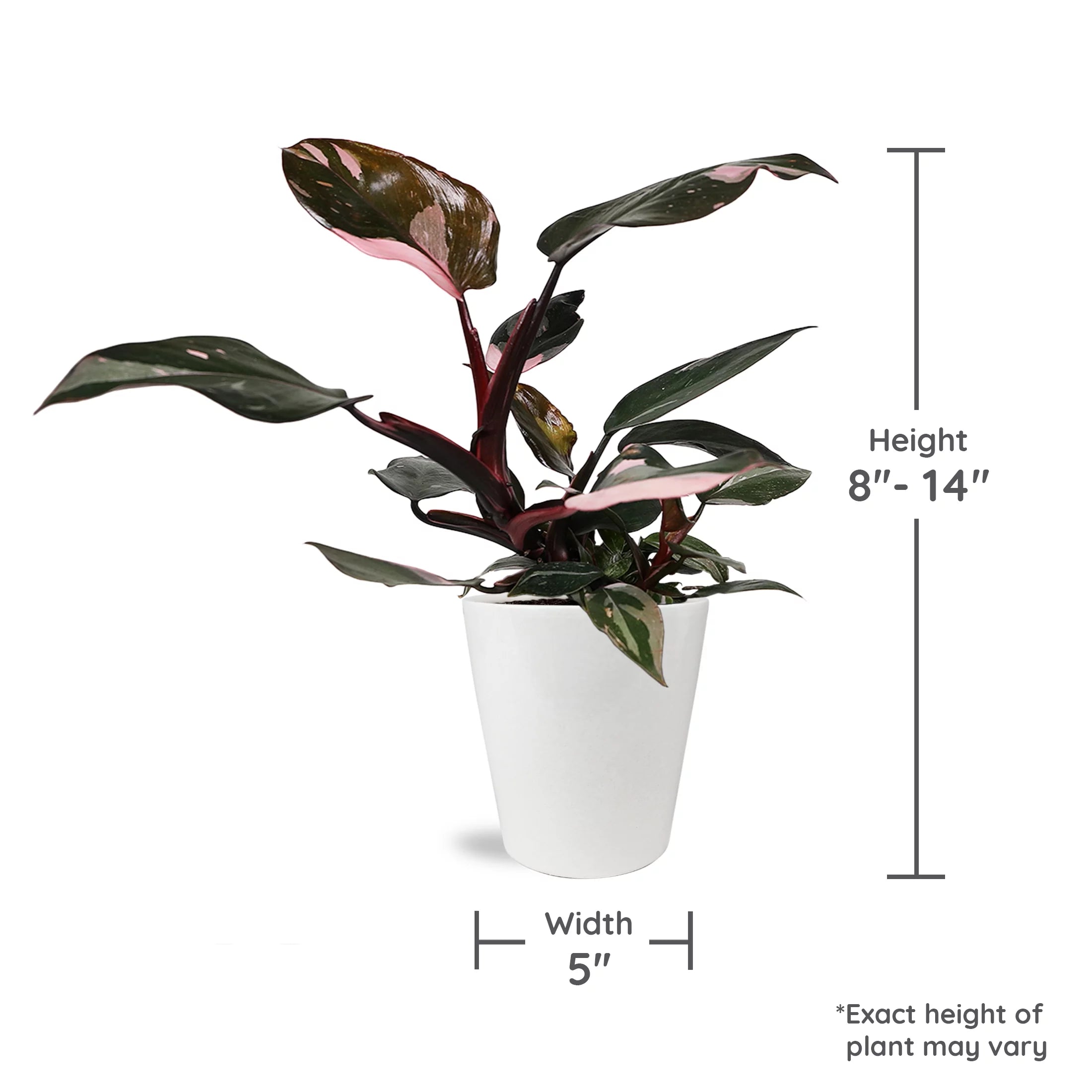 Pink Princess Philodendron Live Plant in 5" White Ceramic Pot J36361