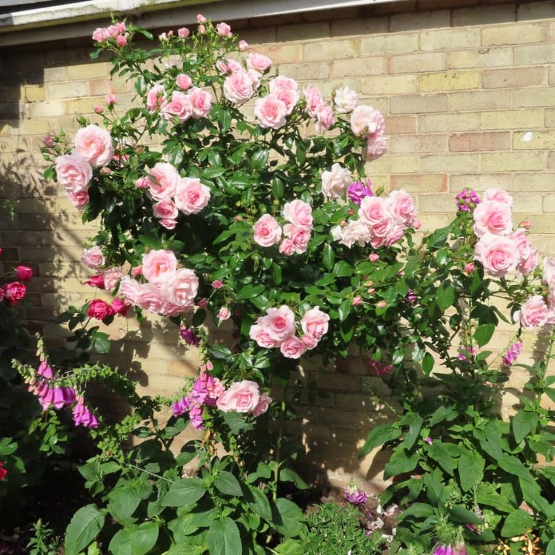 Pink Climbing Rose Starter Plants Q444789