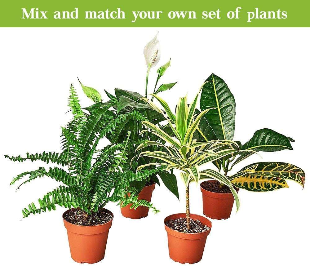 Alocasia Tiny Dancer Live Plant in 4'' & 6'' Pot L489483