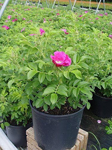 Double Blush Pink Climbing Rose E897