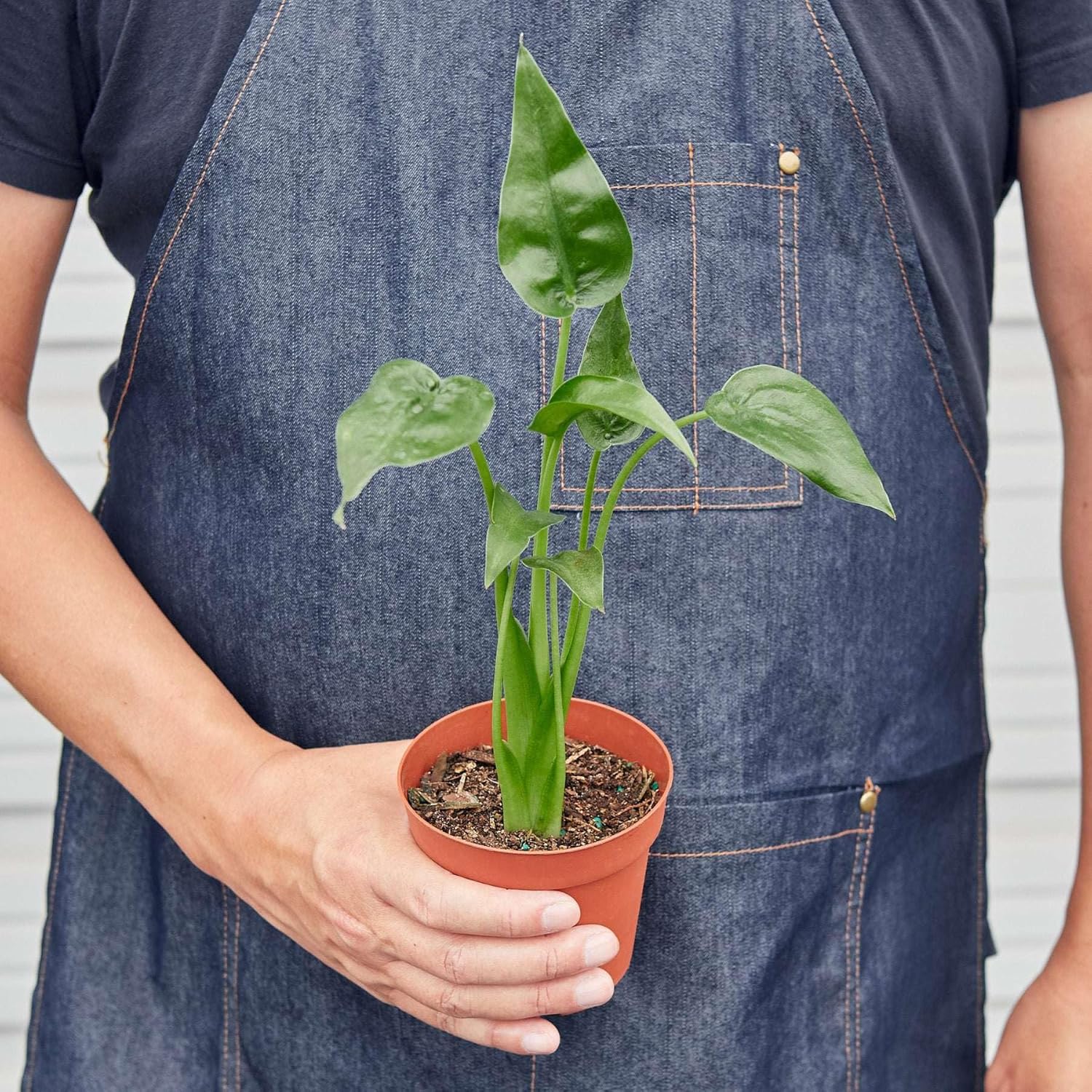 Alocasia Tiny Dancer Live Plant in 4'' & 6'' Pot L489483