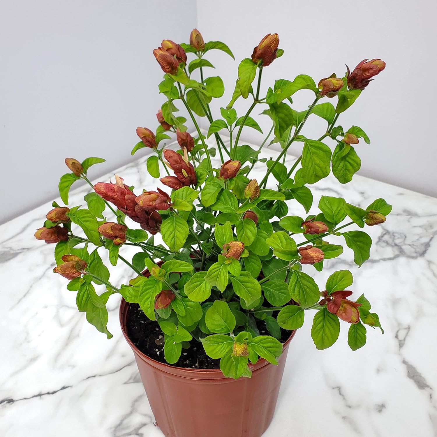 Red Shrimp Plant in Bush Form - 18" to 22" Overall Height - Full Sunlight - Tropical Plants J7101