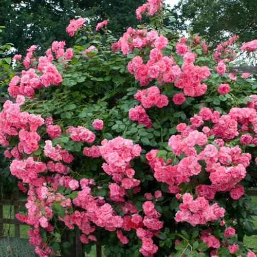 Pink Climbing Rose Starter Plants Q444789