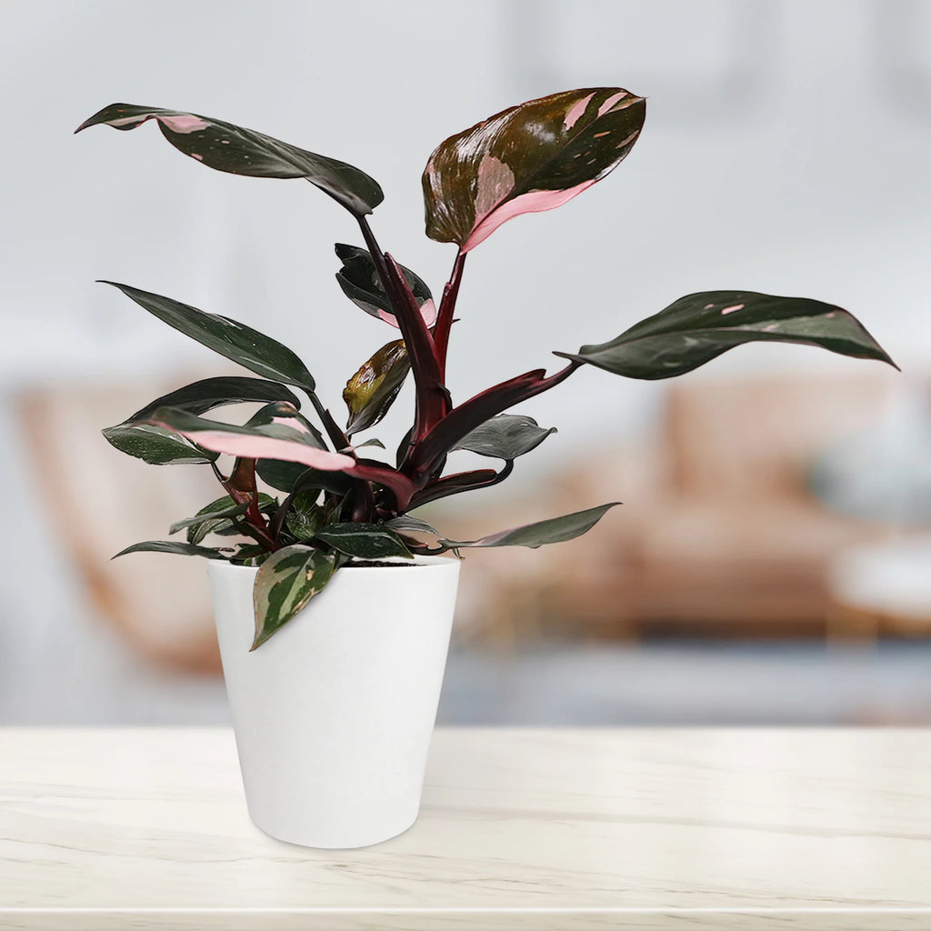 Pink Princess Philodendron Live Plant in 5" White Ceramic Pot J36361
