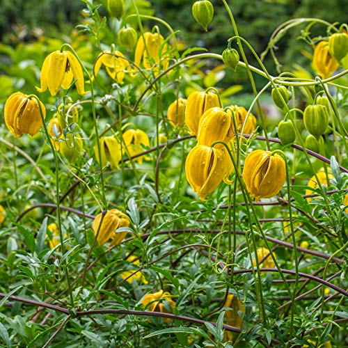 1000 Seeds Perennial Clematis Climbing Vine Garden Seeds U52960
