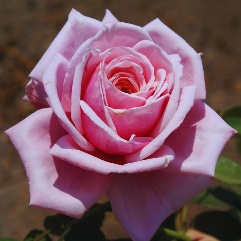 Pink Climbing Rose Starter Plants Q444789