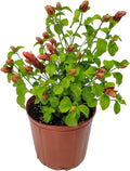 Red Shrimp Plant in Bush Form - 18" to 22" Overall Height - Full Sunlight - Tropical Plants J7101