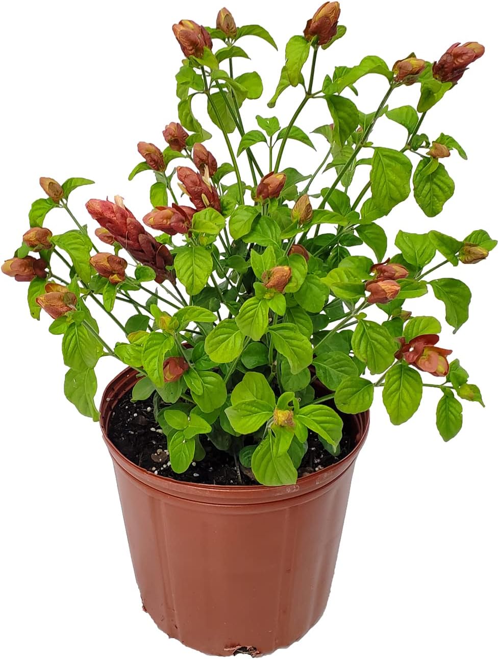 Red Shrimp Plant in Bush Form - 18" to 22" Overall Height - Full Sunlight - Tropical Plants J7101
