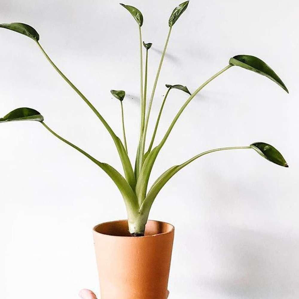 Alocasia Tiny Dancer Live Plant in 4'' & 6'' Pot L489483