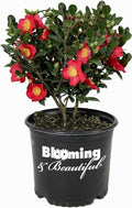 3 Gal Evergreen Shrub Camellia Sasanqua X870168