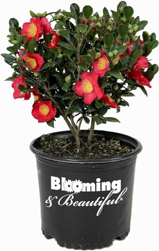 3 Gal Evergreen Shrub Camellia Sasanqua X870168