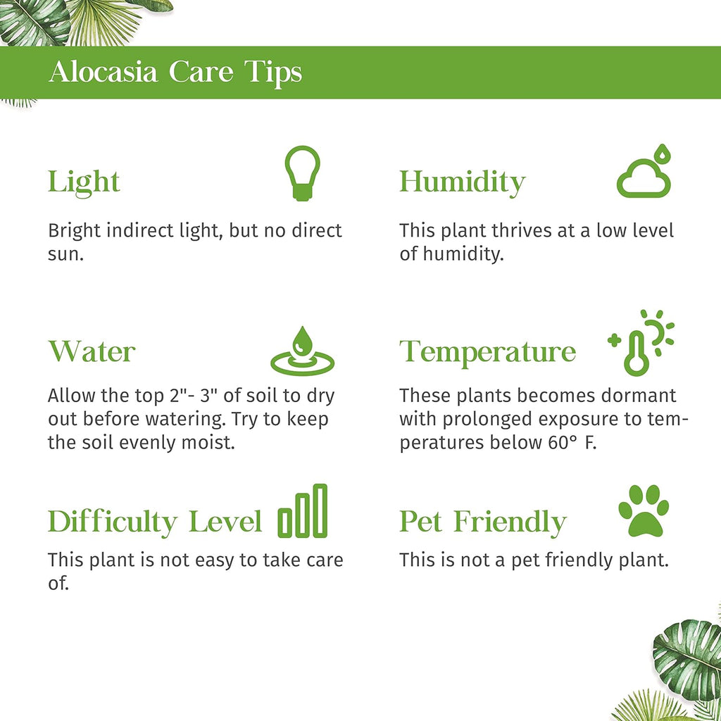 Alocasia Tiny Dancer Live Plant in 4'' & 6'' Pot L489483