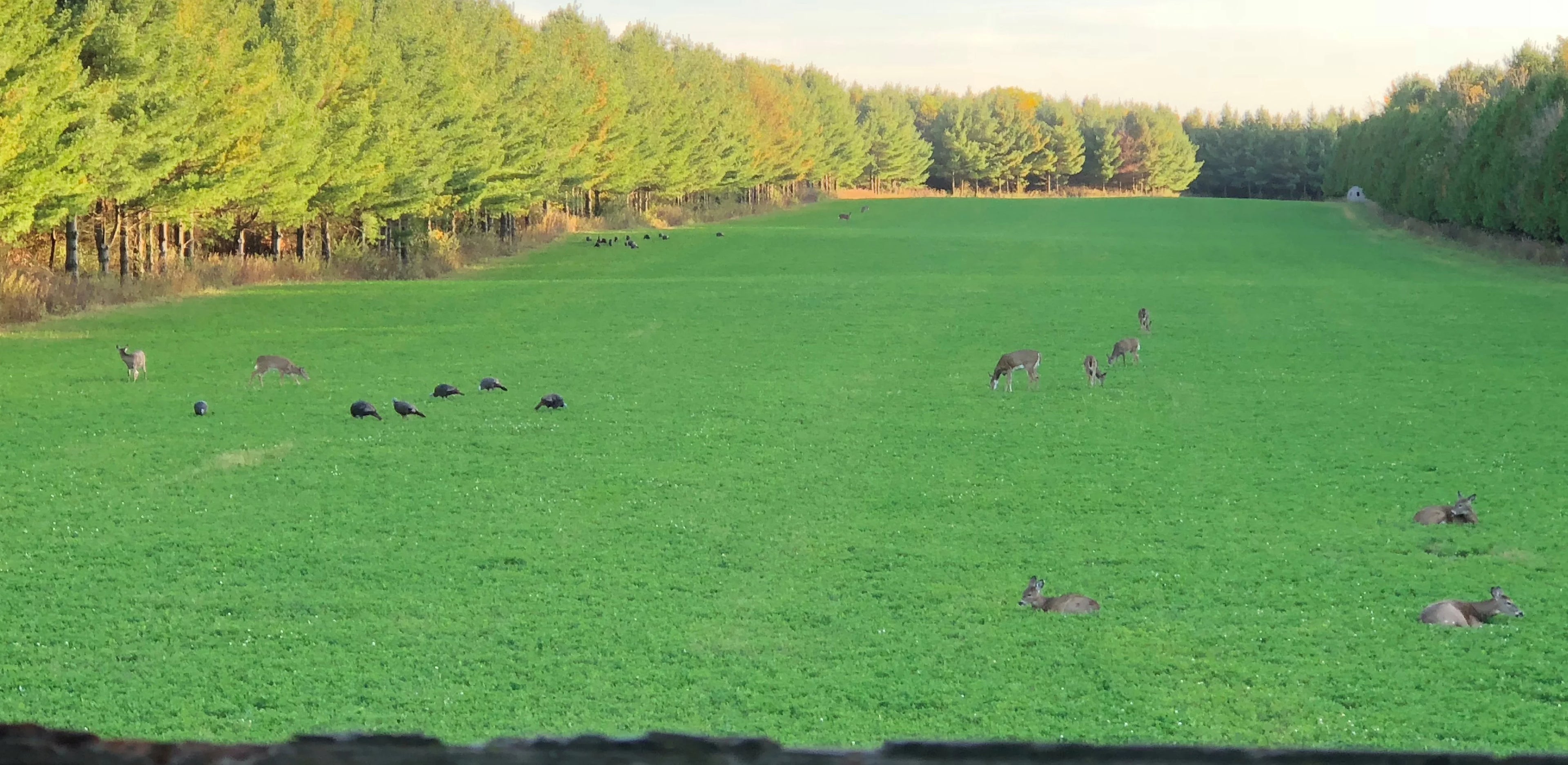 Mega Plot Hunter Series Wild Game Food Plot Seed E737680