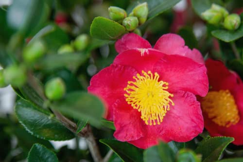 3 Gal Evergreen Shrub Camellia Sasanqua X870168