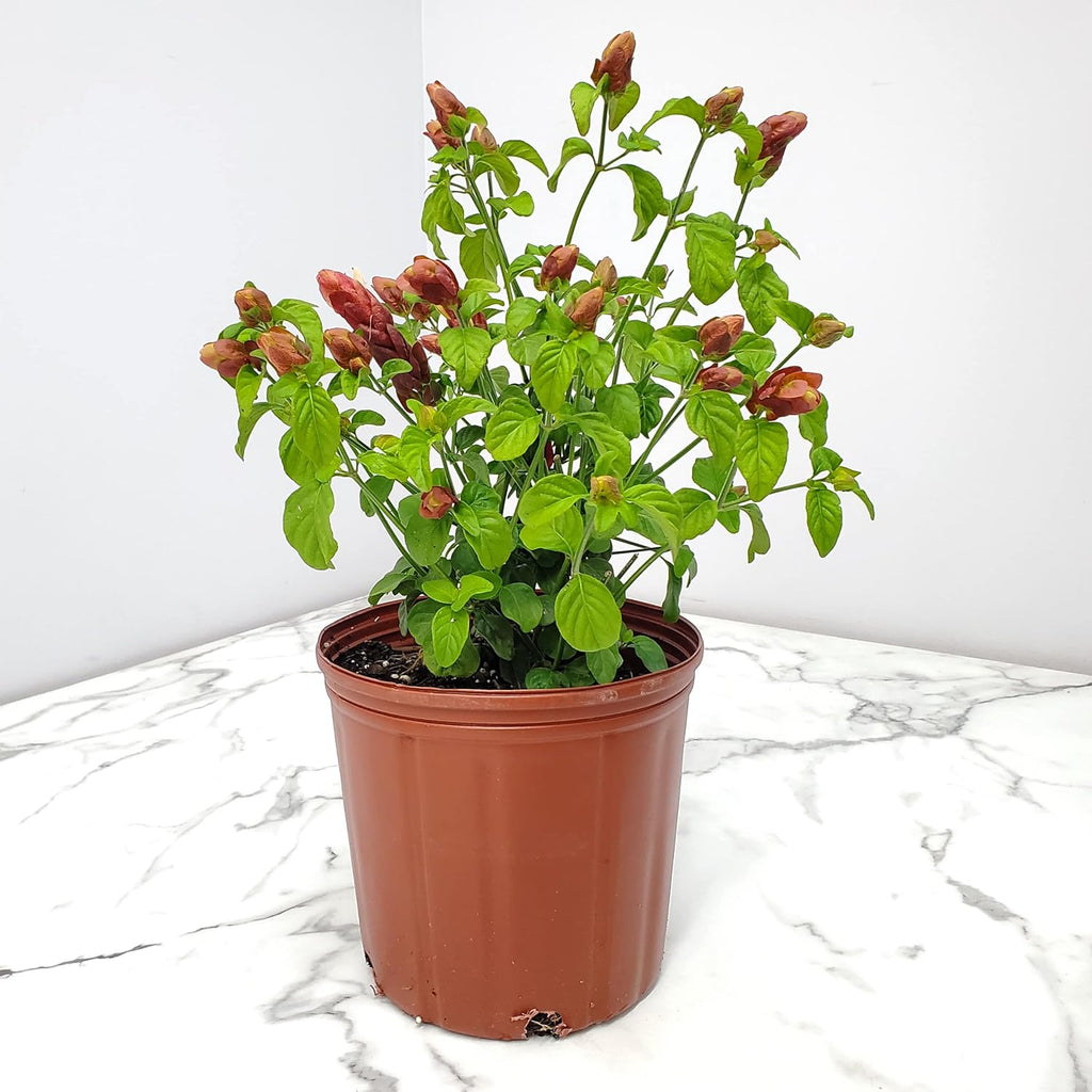Red Shrimp Plant in Bush Form - 18" to 22" Overall Height - Full Sunlight - Tropical Plants J7101
