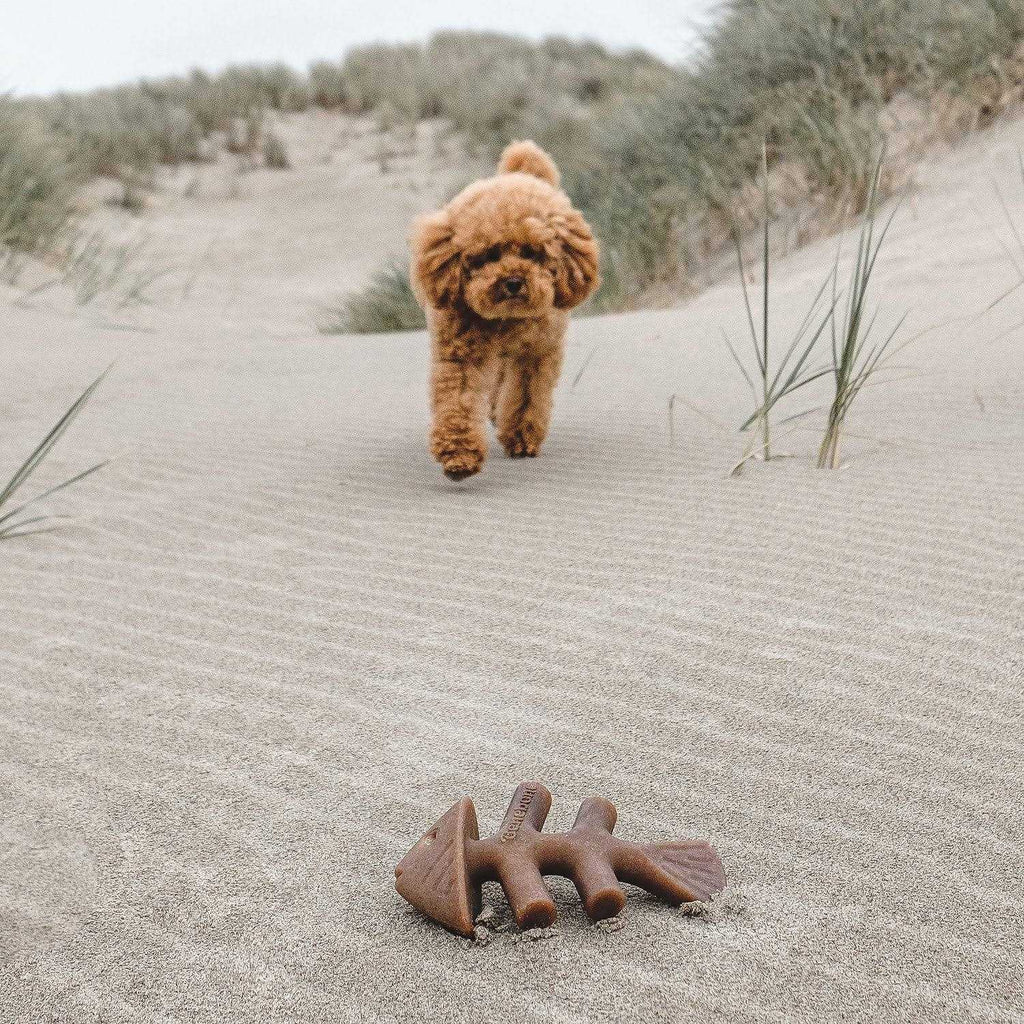 Dog Chew I636687
