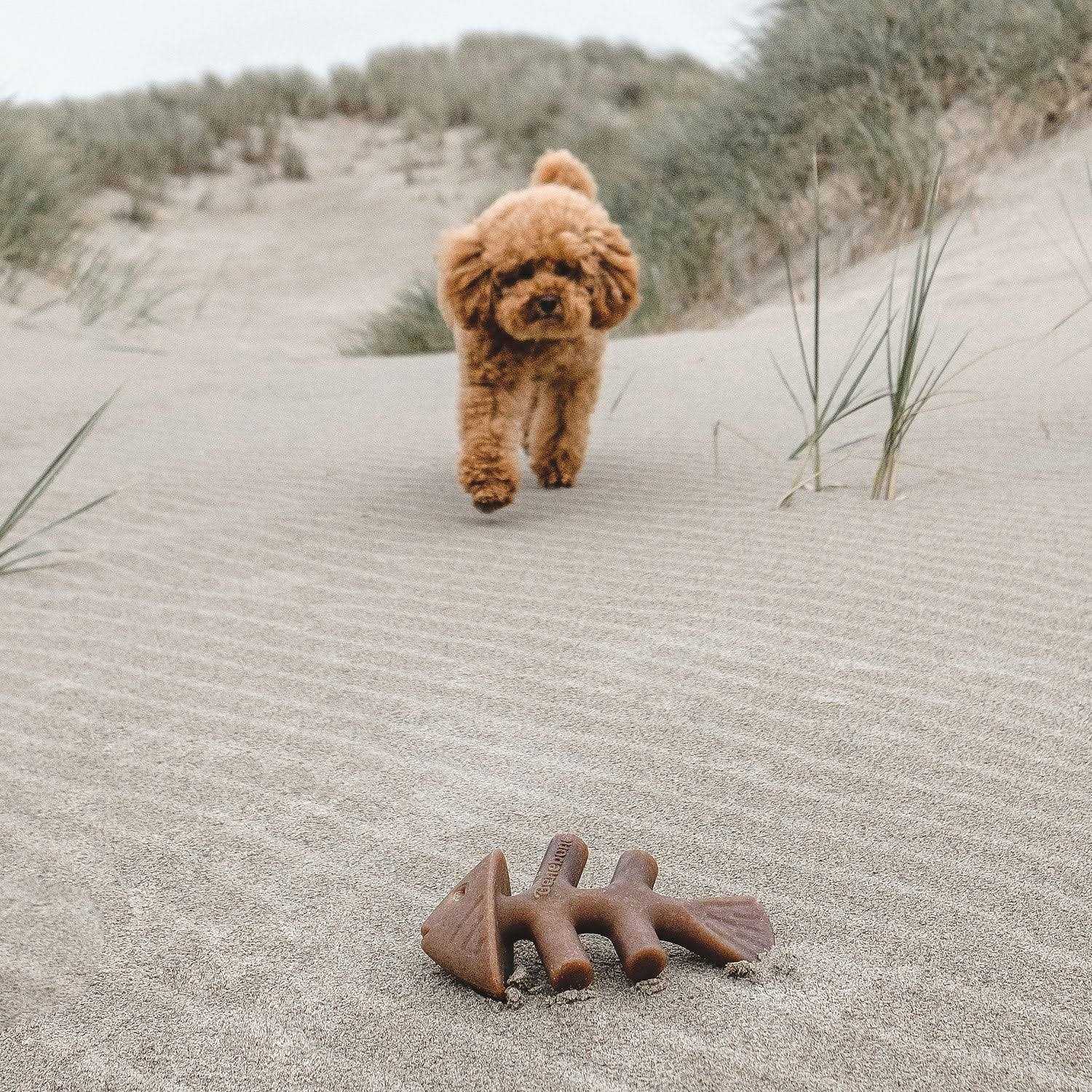 Dog Chew I636687