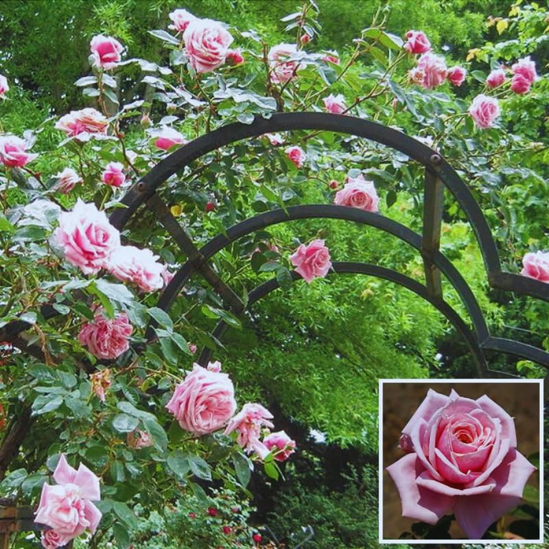 Pink Climbing Rose Starter Plants Q444789