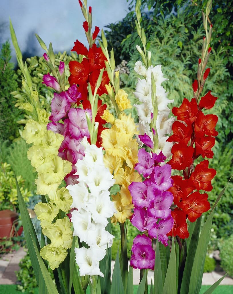 20 Assorted Gladiolus Flower Bulbs J451