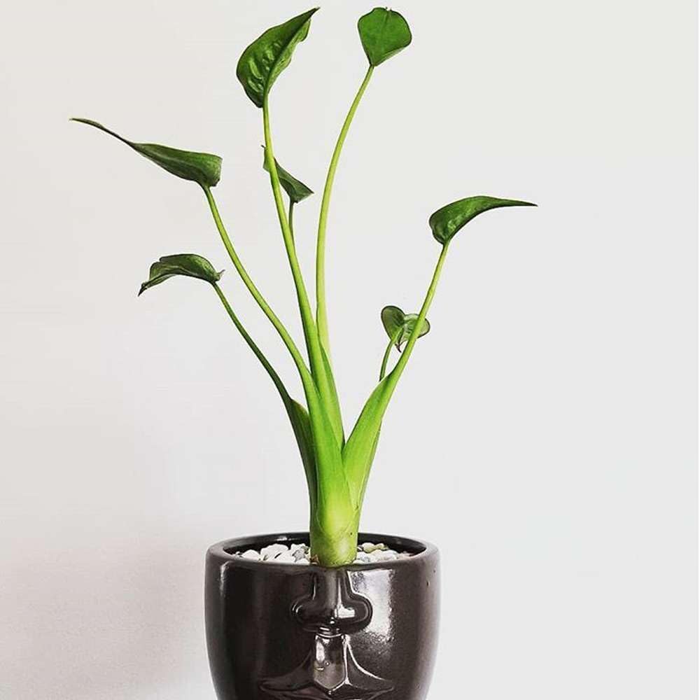 Alocasia Tiny Dancer Live Plant in 4'' & 6'' Pot L489483