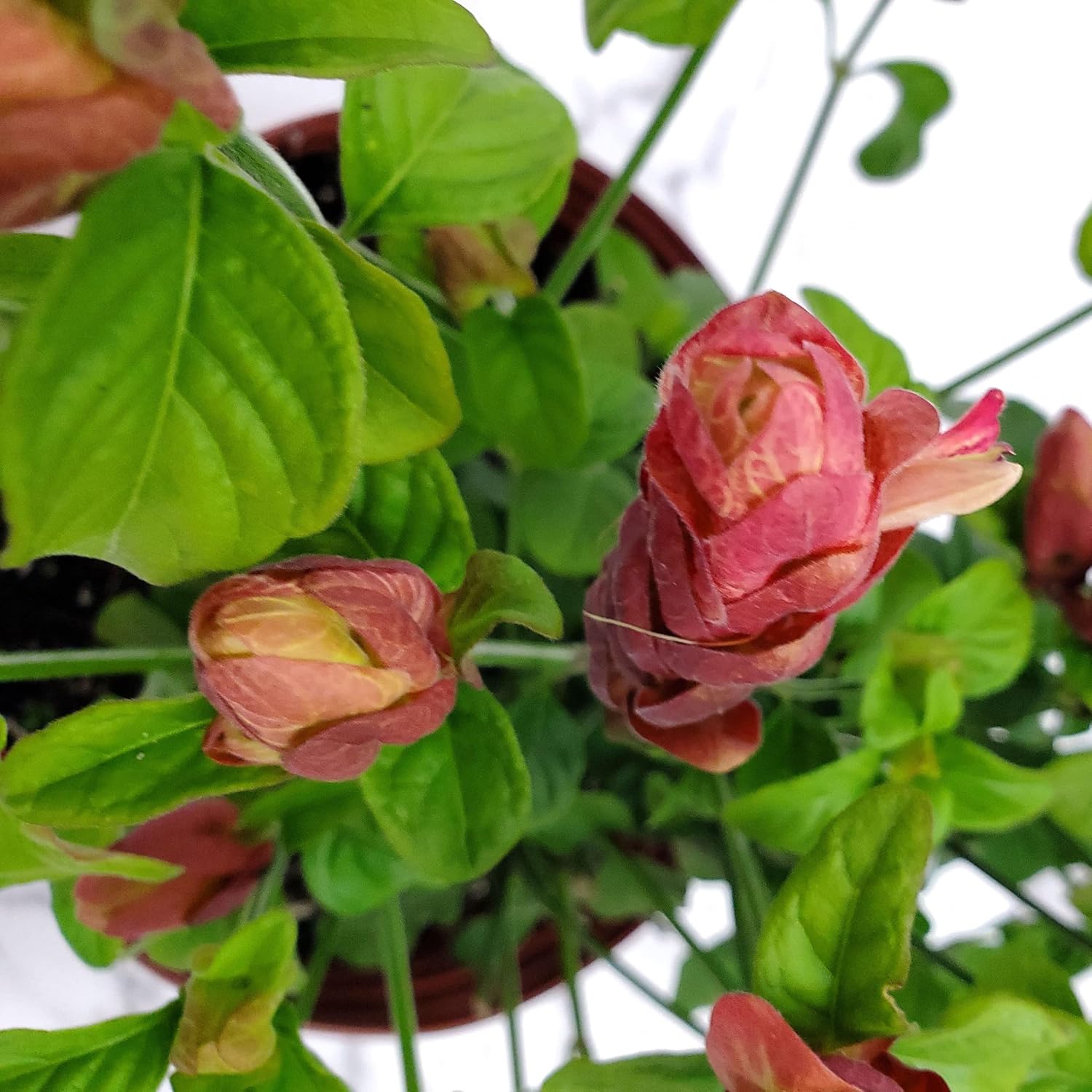Red Shrimp Plant in Bush Form - 18" to 22" Overall Height - Full Sunlight - Tropical Plants J7101
