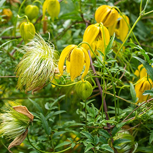 1000 Seeds Perennial Clematis Climbing Vine Garden Seeds U52960