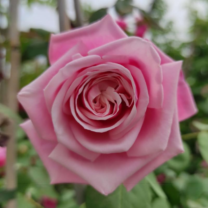 Pink Climbing Rose Starter Plants Q444789