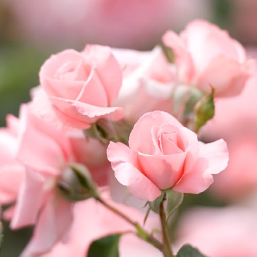 Pink Climbing Rose Starter Plants Q444789