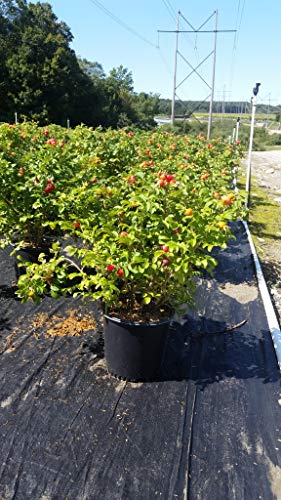 Double Blush Pink Climbing Rose E897