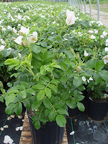 Double Blush Pink Climbing Rose E897