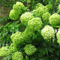 5 Limelight Hydrangea Seeds Perennial Hardy Garden Shrub W24911