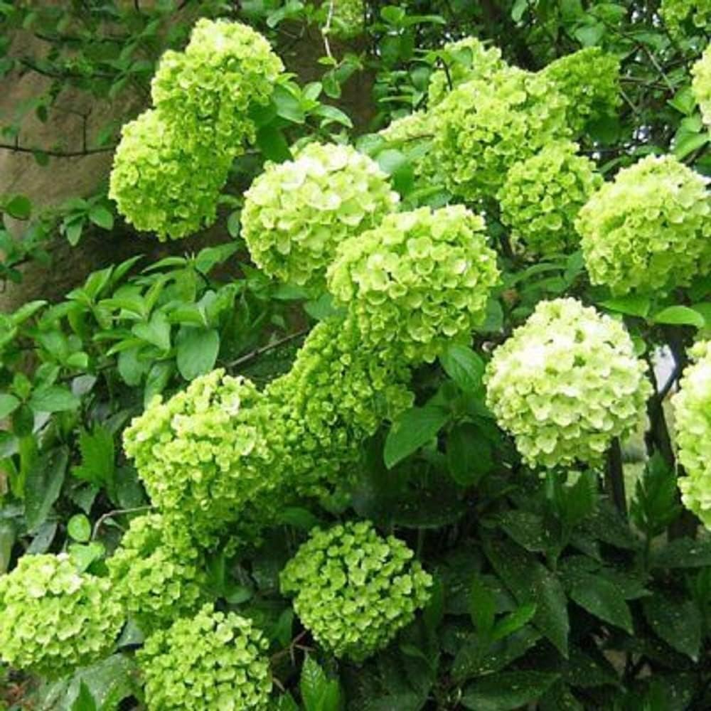 5 Limelight Hydrangea Seeds Perennial Hardy Garden Shrub W24911