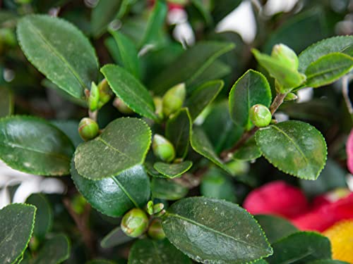 3 Gal Evergreen Shrub Camellia Sasanqua X870168