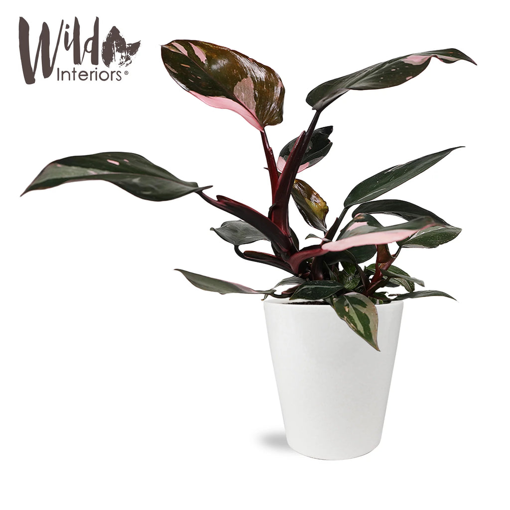 Pink Princess Philodendron Live Plant in 5" White Ceramic Pot J36361