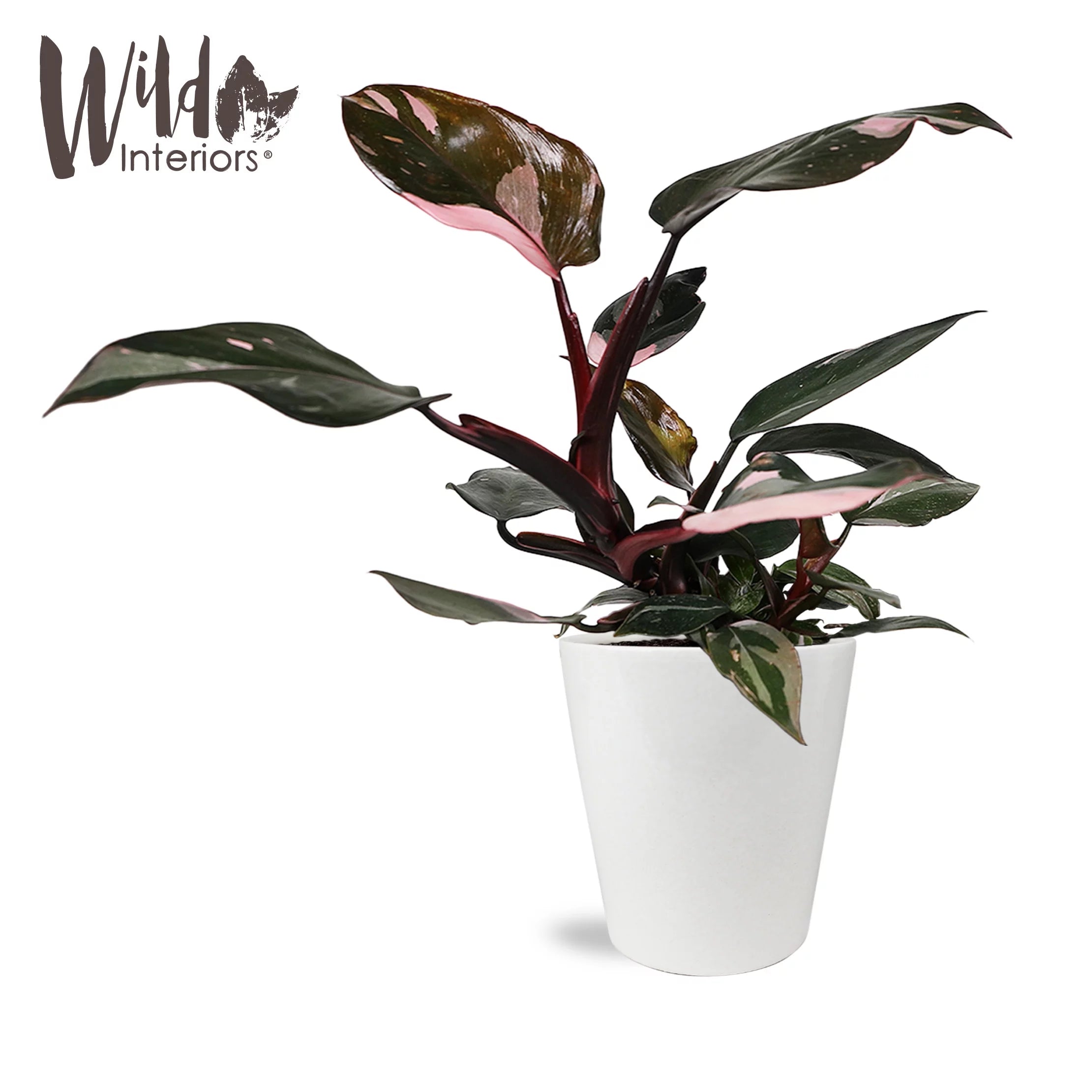 Pink Princess Philodendron Live Plant in 5" White Ceramic Pot J36361