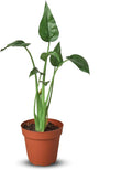 Alocasia Tiny Dancer Live Plant in 4'' & 6'' Pot L489483