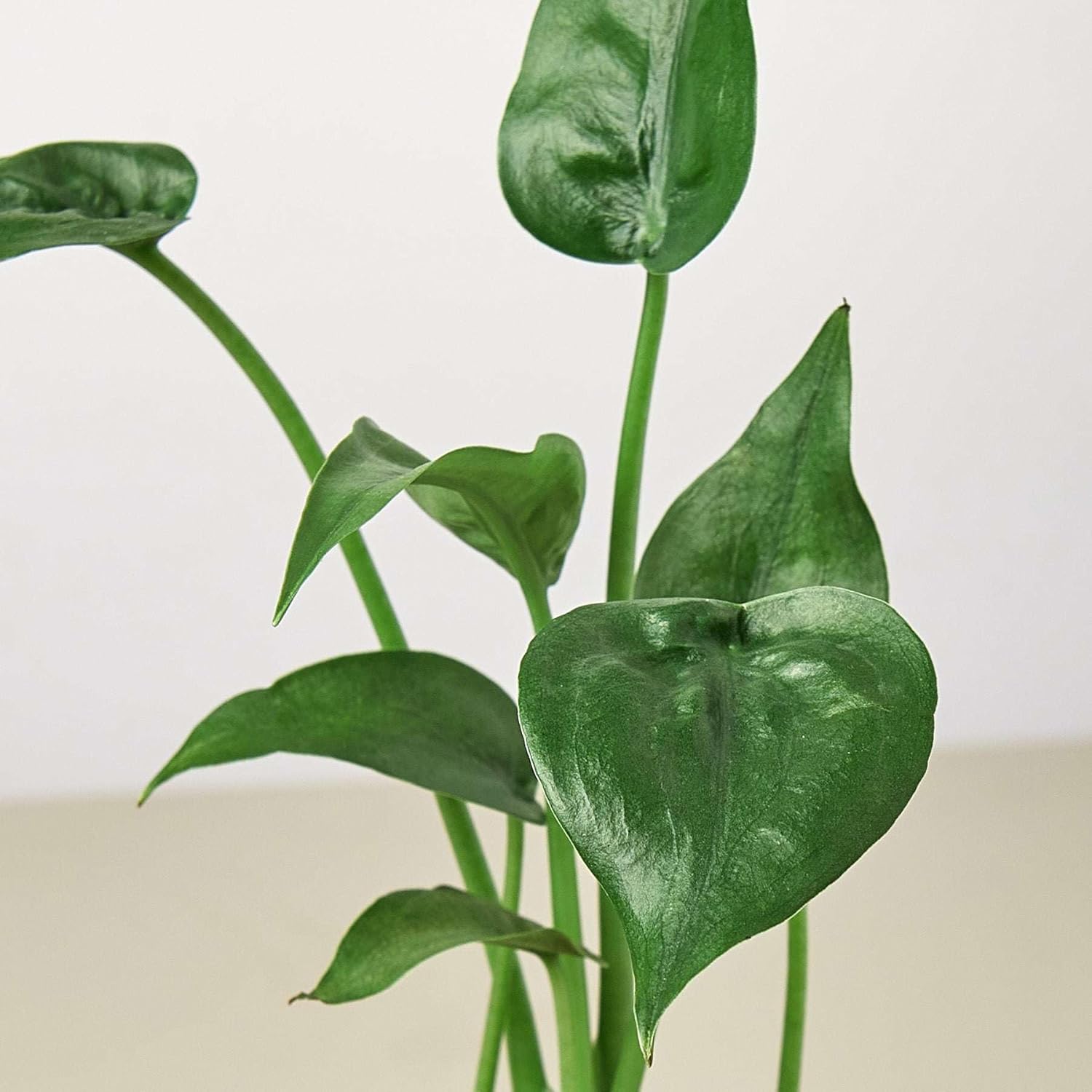 Alocasia Tiny Dancer Live Plant in 4'' & 6'' Pot L489483