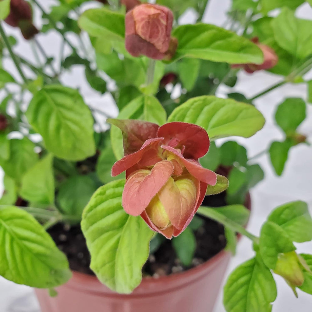 Red Shrimp Plant in Bush Form - 18" to 22" Overall Height - Full Sunlight - Tropical Plants J7101