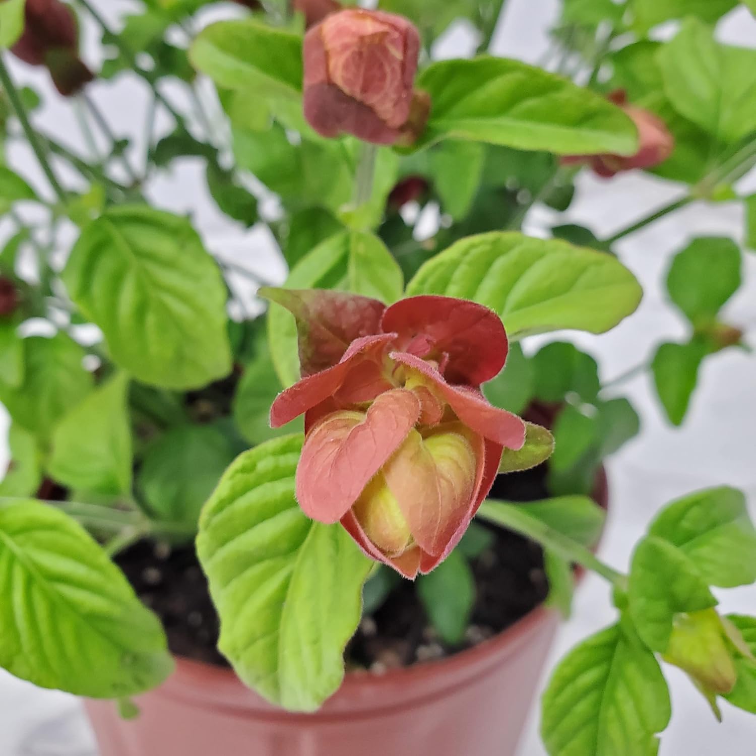 Red Shrimp Plant in Bush Form - 18" to 22" Overall Height - Full Sunlight - Tropical Plants J7101