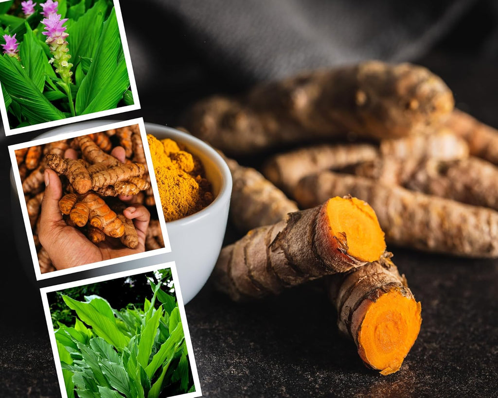 1 Lb Fresh Turmeric Roots X338