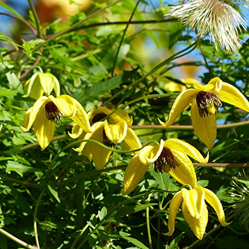 1000 Seeds Perennial Clematis Climbing Vine Garden Seeds U52960