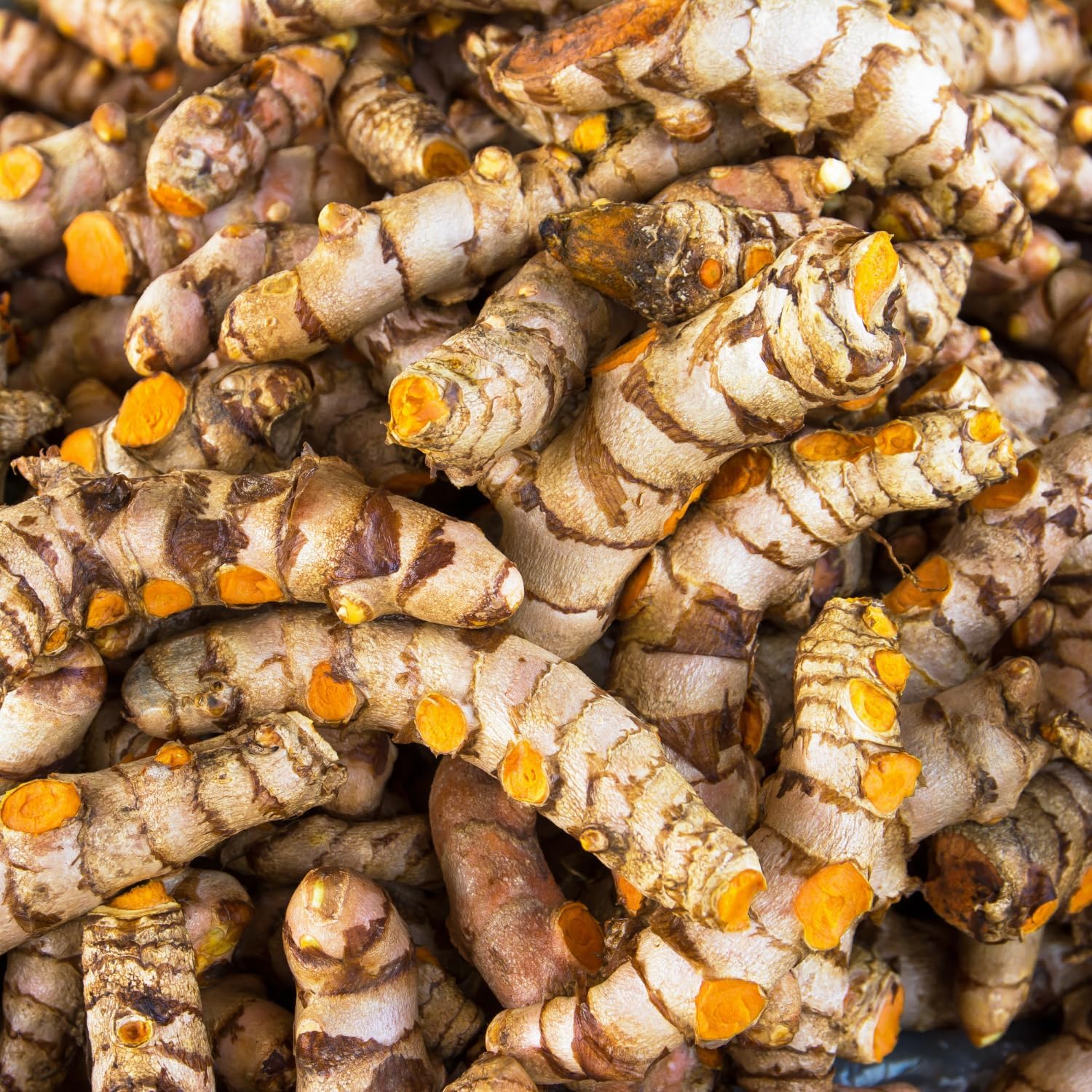 1 Lb Fresh Turmeric Roots X338