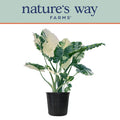 Variegated Alocasia Plant in Growers Pot R3076