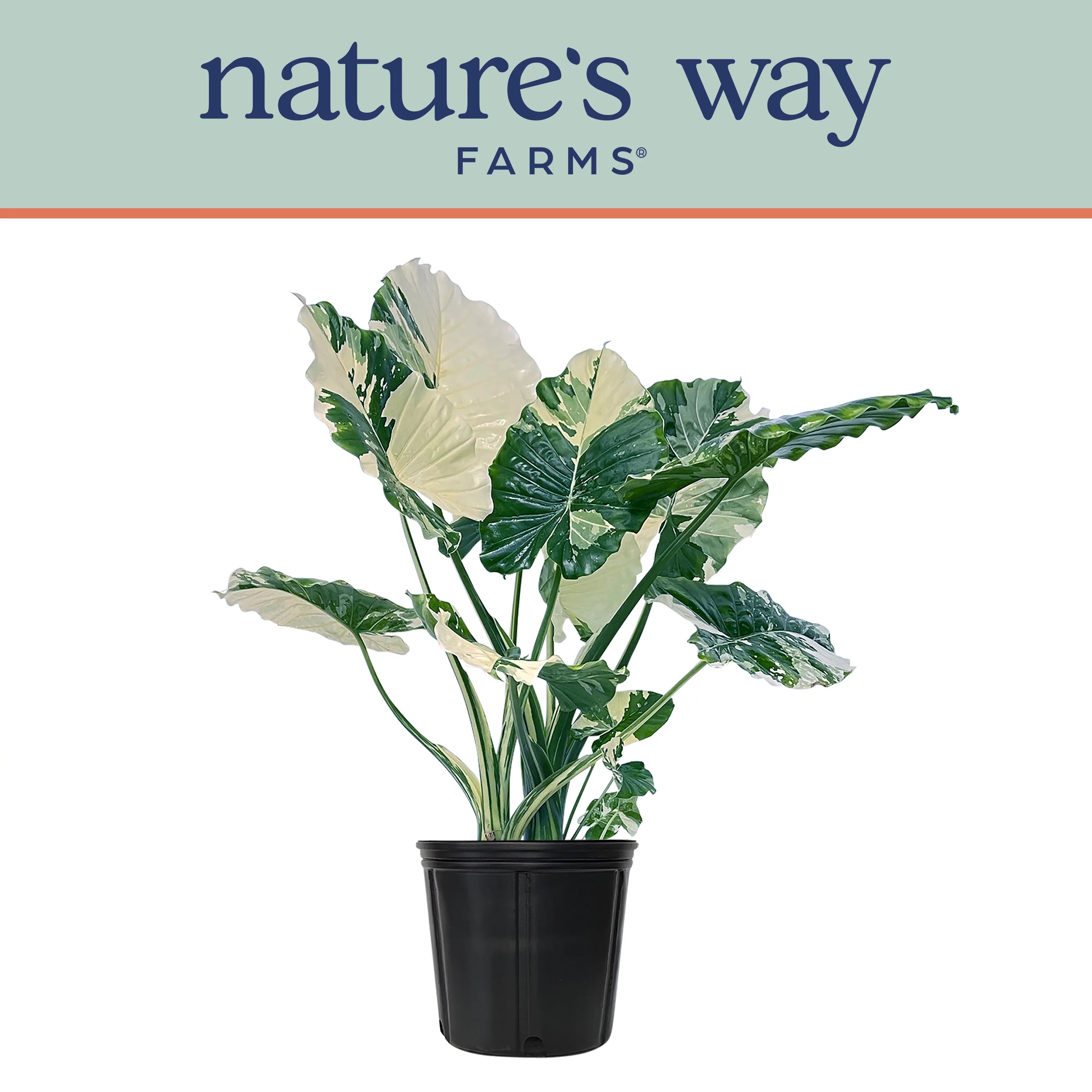 Variegated Alocasia Plant in Growers Pot R3076