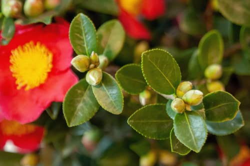 3 Gal Evergreen Shrub Camellia Sasanqua X870168