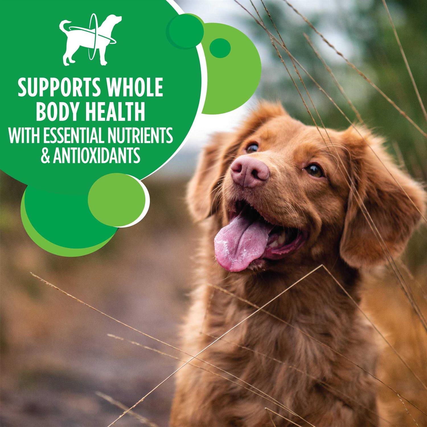 Adult Minichunks Chicken Dry Dog Food R415